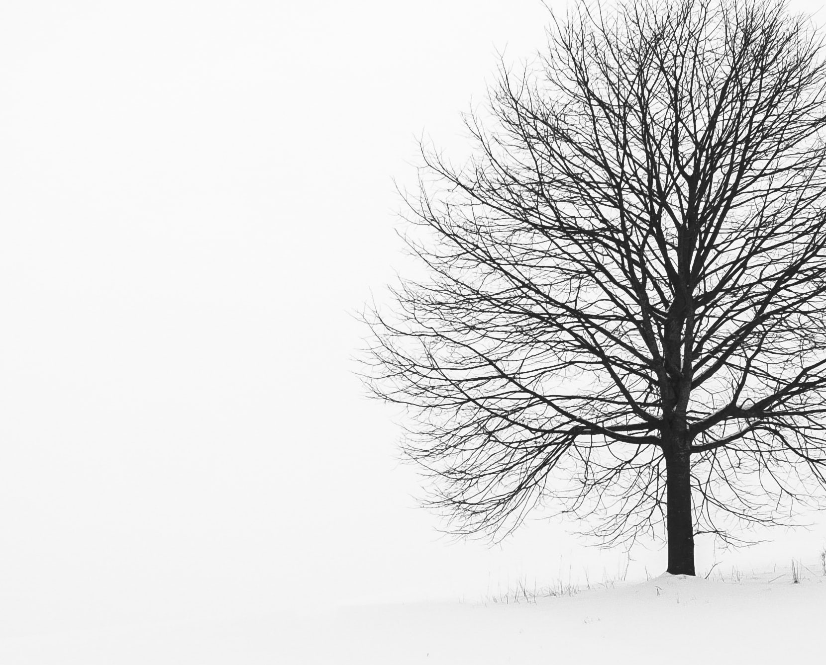 Close-up of black tree on white background